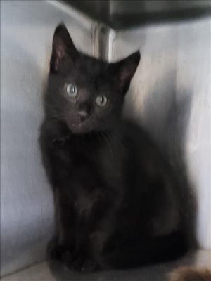 GATITO Domestic Short Hair Cat