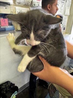 A2206093 Domestic Short Hair Cat