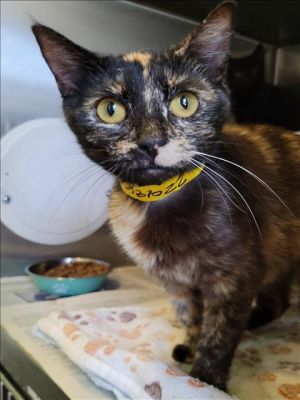 PERLA Domestic Short Hair Cat