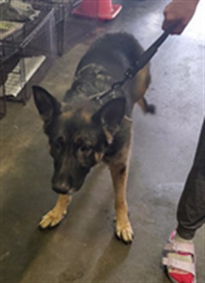 STARBURST German Shepherd Dog Dog