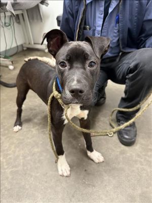 SPRITE Pit Bull Terrier Dog