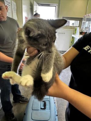 A2206092 Domestic Short Hair Cat