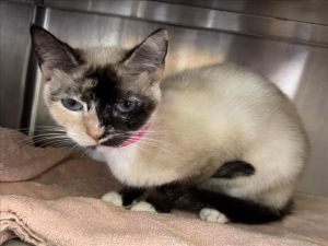 BOMBON Snowshoe Cat