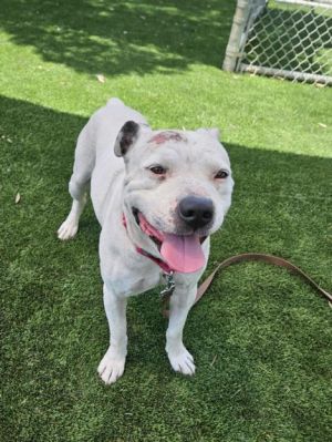 GERONIMO, Adult Male Pit Bull Terrier
