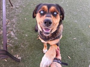 CINDY, Young Female Rottweiler