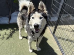 MAX Husky Dog