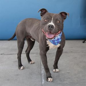 MELVIN, Young Male Pit Bull Terrier