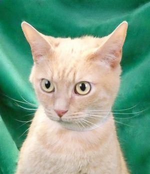 GIGI, Adult Female Domestic Short Hair
