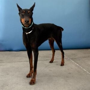 HUNTER, Adult Male Doberman Pinscher