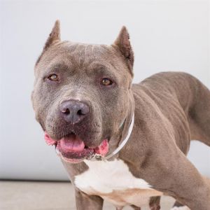 LINA, Young Female Pit Bull Terrier