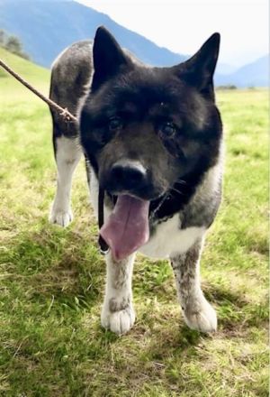 FRIDA, Adult Female Akita
