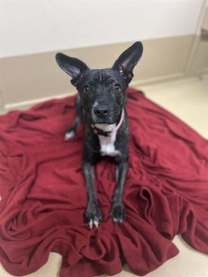 LULU, Young Female Pit Bull Terrier