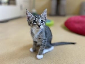 BENNIE, Baby Male Domestic Short Hair