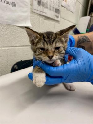 COCONUT, Baby Female Domestic Short Hair