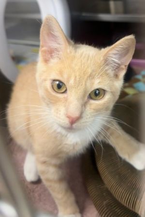 PATRICK, Baby Male Domestic Short Hair