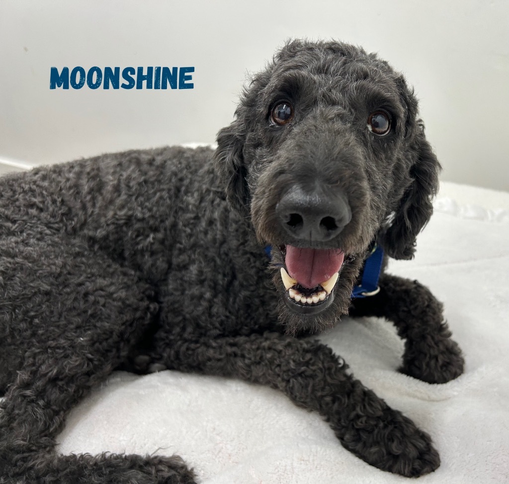 Moonshine
