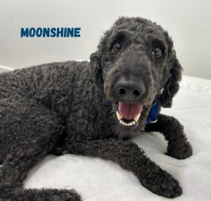 Moonshine, Adult Male Poodle