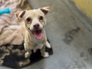 BLUEY, Young Male Chihuahua