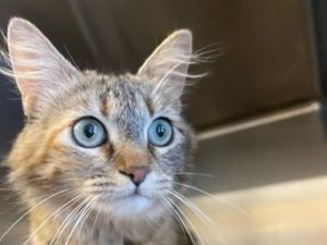 ANBERRY, Young Female Domestic Medium Hair