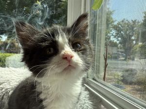 KELLY, Baby Female Domestic Medium Hair