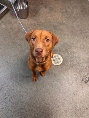 BANANA PIE, Young Female Mixed Breed