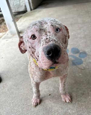 BUSTOPHER JONES, Adult Male Mixed Breed