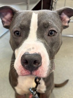VALENTINO, Young Male Mixed Breed