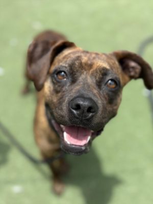 SEES, Young Female Staffordshire Bull Terrier