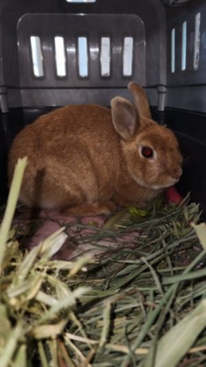 TANGERINE, Young Female Hotot