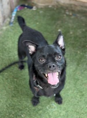 TONY, Young Male Pug