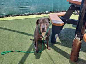 KALI, Adult Female Pit Bull Terrier