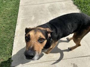 ANGEL, Adult Male German Shepherd Dog