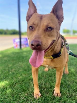 PIQUE, Adult Male German Shepherd Dog