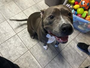 DRACO, Adult Male American Staffordshire Terrier