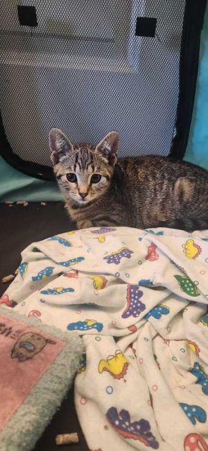Talenti-Purr, Baby Female Domestic Short Hair