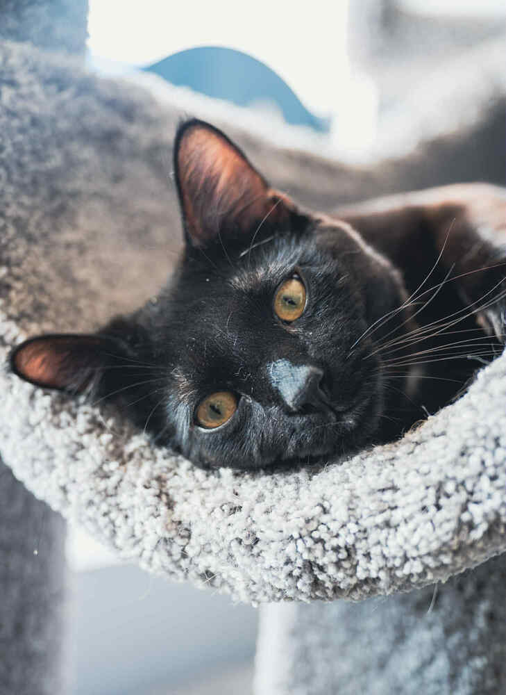 Oliver ~Adoption Center Cat~