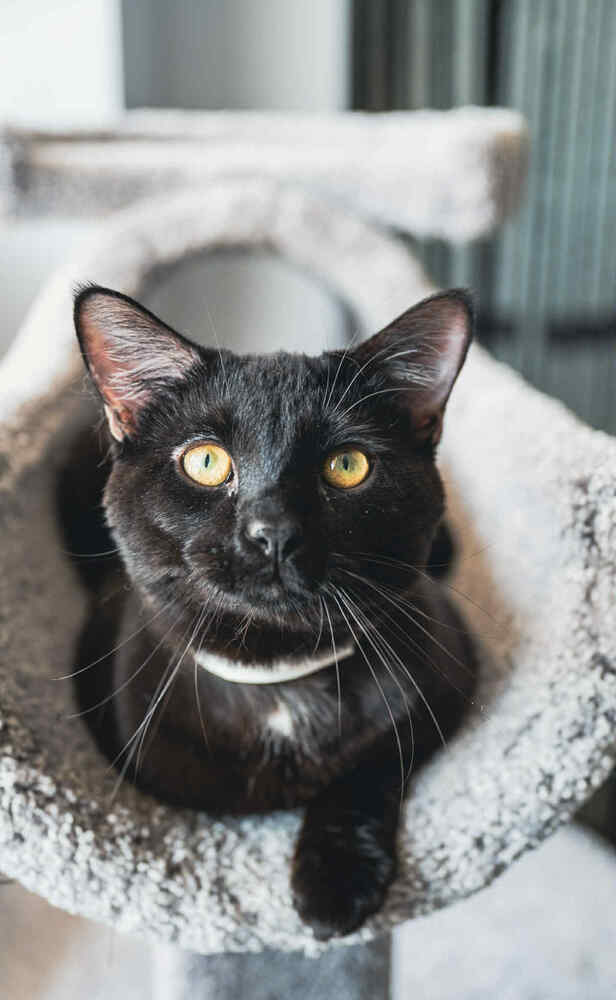 Oliver ~Adoption Center Cat~