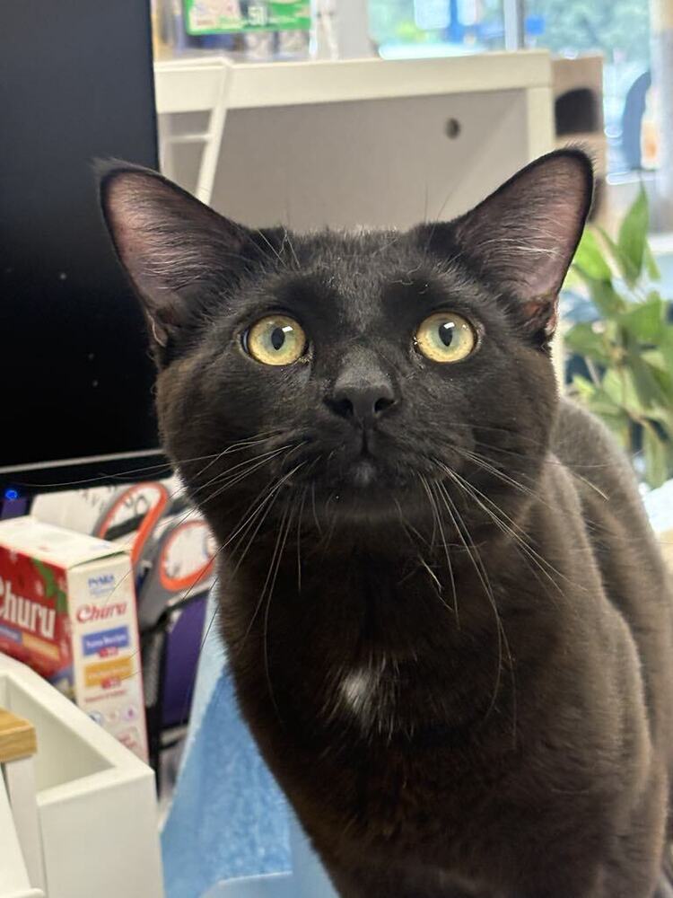 Oliver ~Adoption Center Cat~