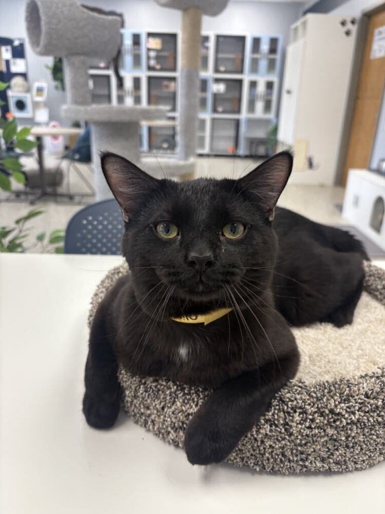 Oliver ~Adoption Center Cat~
