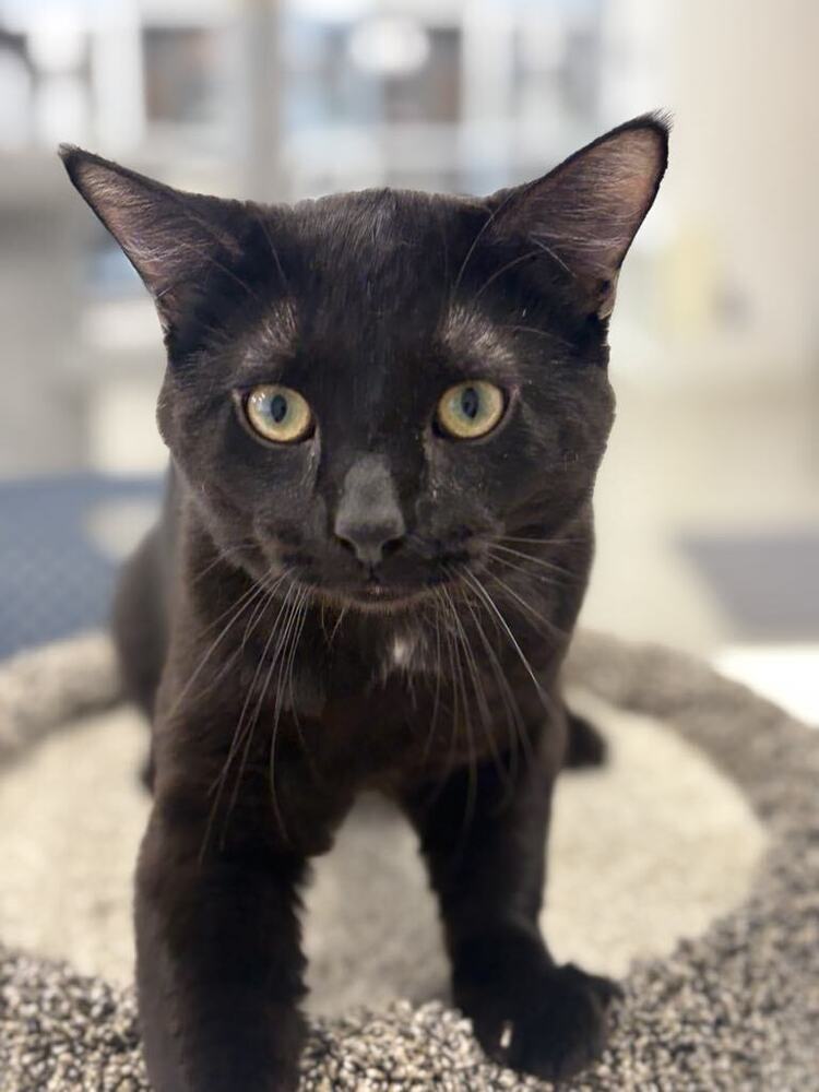 Oliver ~Adoption Center Cat~