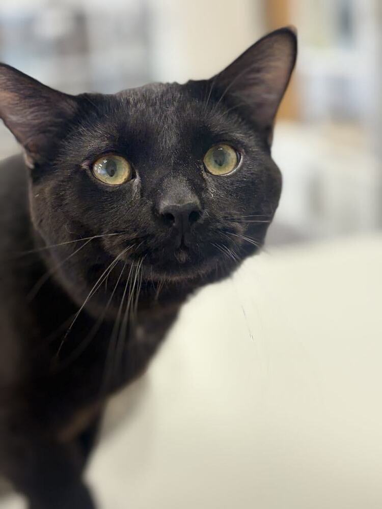 Oliver ~Adoption Center Cat~