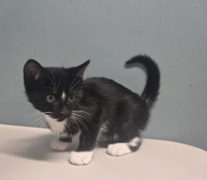 Ross, Baby Male Domestic Short Hair
