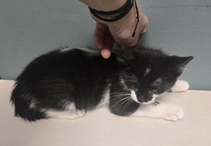 Sparky, Baby Male Domestic Short Hair