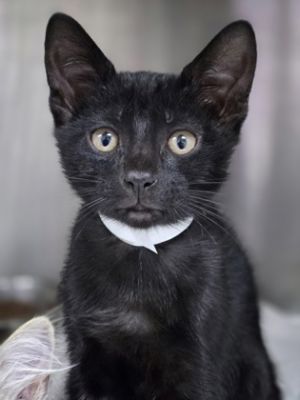 84823a The Flash, Young Male Domestic Short Hair