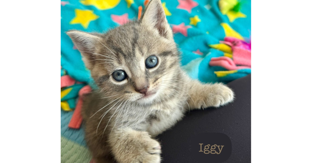Iggy