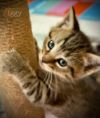 Iggy photo 3