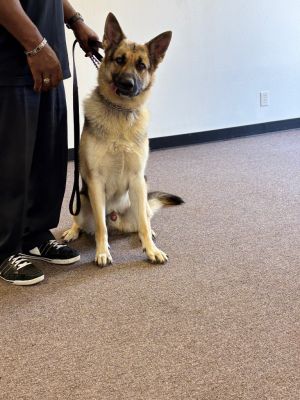 Zeus, Young Male German Shepherd Dog
