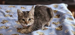 Jillie, Adult Female Domestic Short Hair