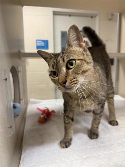 Richard, an adoptable Domestic Short Hair in Hutchinson, KS, 67504 | Photo Image 2