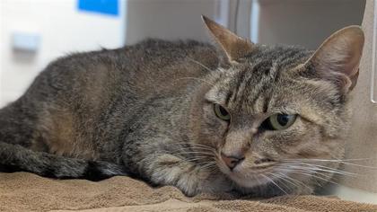 Richard, an adoptable Domestic Short Hair in Hutchinson, KS, 67504 | Photo Image 3